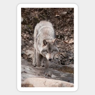 Timber Wolf Sticker